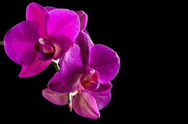 Siyah zemin çizgili pembe orkide çiçek