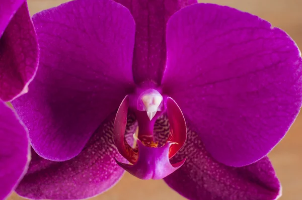 Flor de orquídea listrada rosa em um fundo preto — Fotografia de Stock