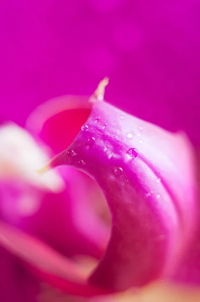 Розовый цветок орхидеи на черном фоне — стоковое фото