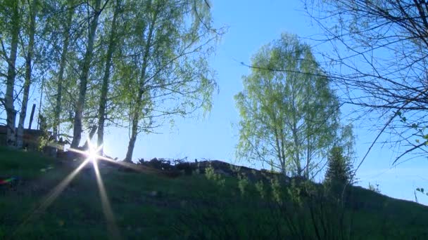 Verano pueblo de Rusia con abedul vs cielo azul — Vídeos de Stock