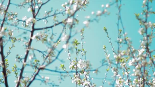 Fleurs de cerisier fleurissant au printemps swining dans le vent . — Video