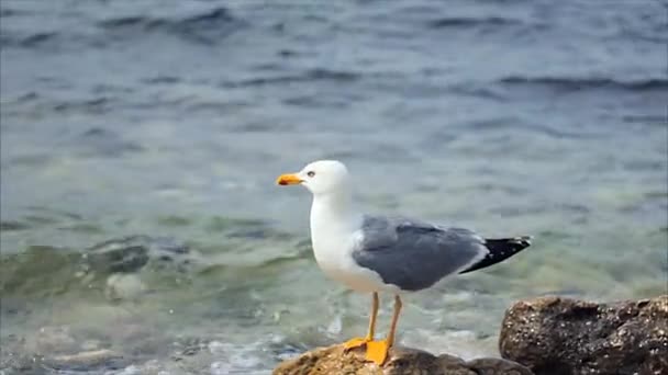 Gaivota com havy surf no fundo — Vídeo de Stock