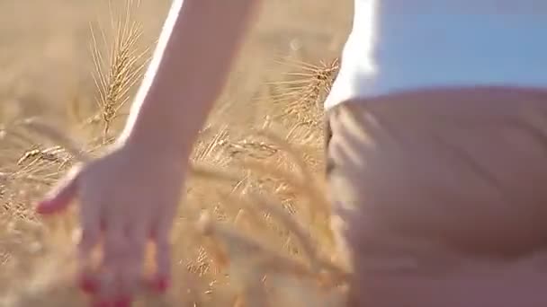 Dívka na obilné pole — Stock video