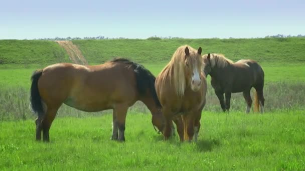 Cavalos Grazing — Vídeo de Stock