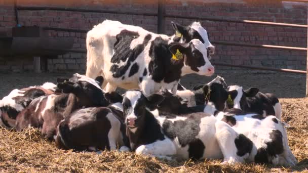 Vacas en la granja3 — Vídeo de stock