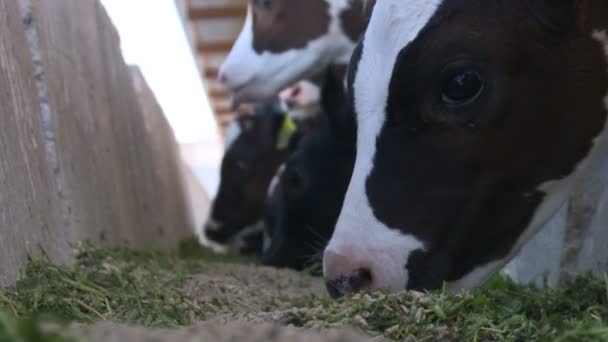 Cows on the farm8 — Stock Video