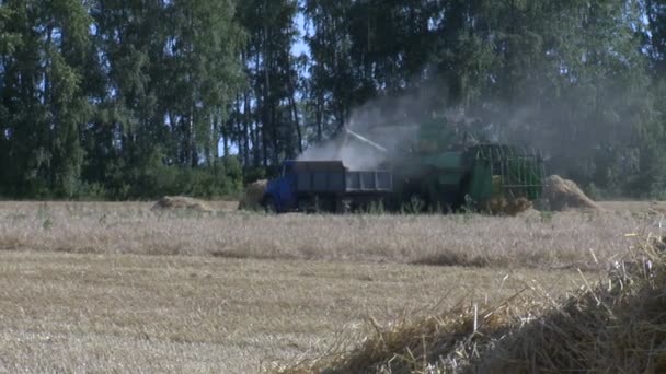 小麦収穫刈る 1 — ストック動画