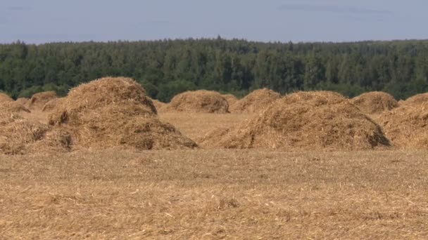 Landscape with harvested bales of straw — Stock Video