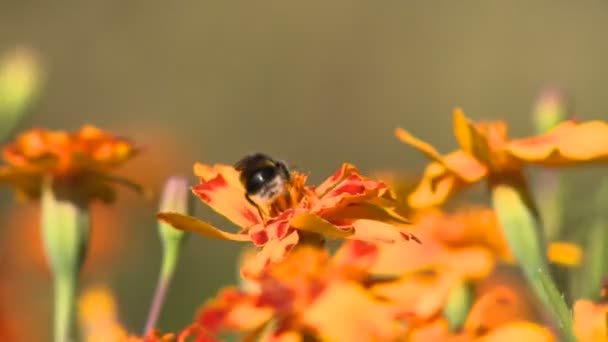 Пчела на цветке — стоковое видео