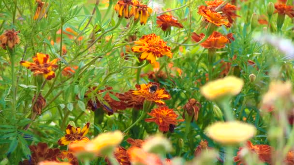 蜜蜂在花朵上 — 图库视频影像