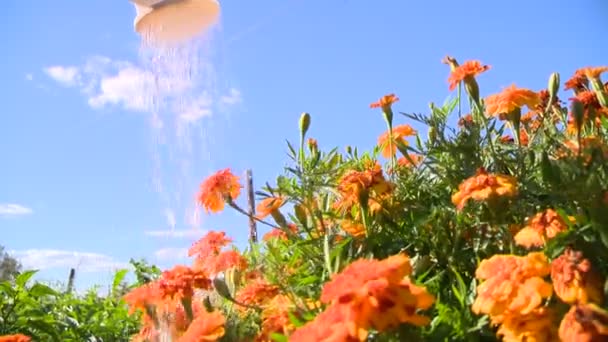 Arrosage des fleurs dans le jardin — Video