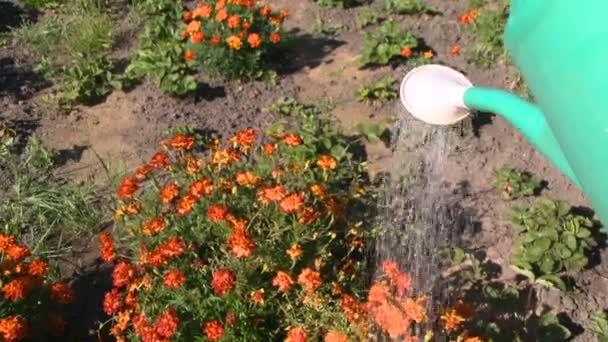 Watering flowers in garden — Stock Video