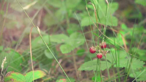 Άγρια φράουλα σε ιδιοκτησίας wild1 η — Αρχείο Βίντεο