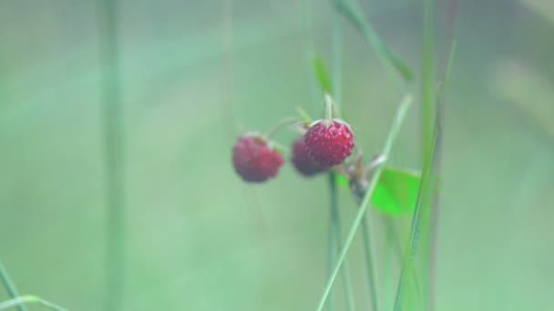 Fragola selvatica nella natura3 — Video Stock