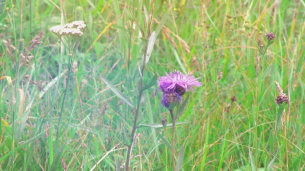 Дикий цветок на поле — стоковое видео