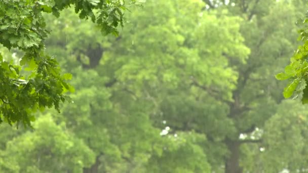 숲에 비. 오크 나무 — 비디오