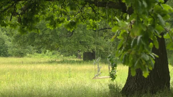 Foresta dopo la pioggia Romantico barcollare — Video Stock