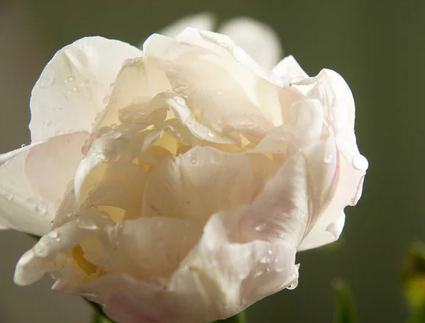 Blume weiße Tulpe — Stockfoto