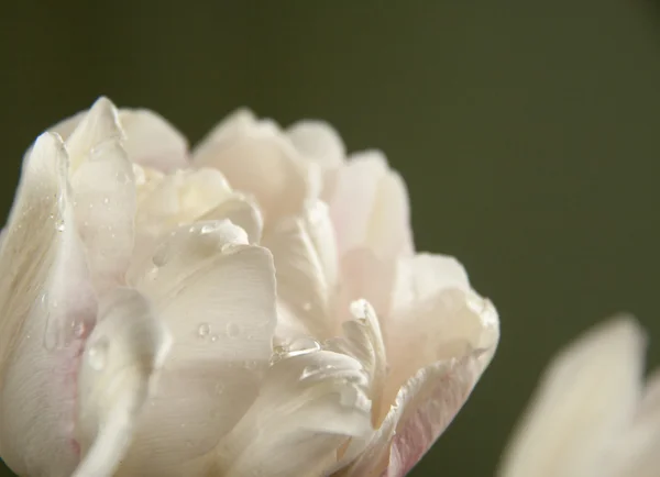 Flower white tulip — Stock Photo, Image