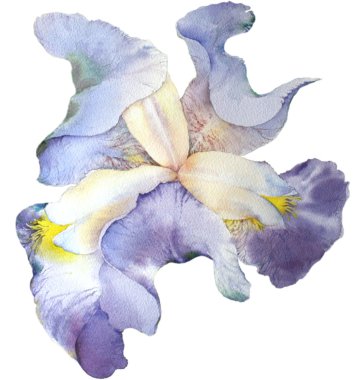 izole suluboya Iris