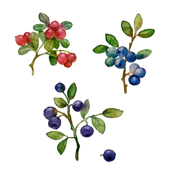 Лісова ягода акварелі — стокове фото