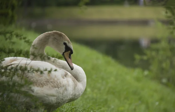 Schwan — Stockfoto