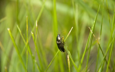 жук на травинке