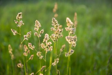 цветущая трава