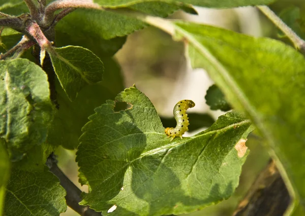 害虫吃苹果树上的叶子 — 图库照片