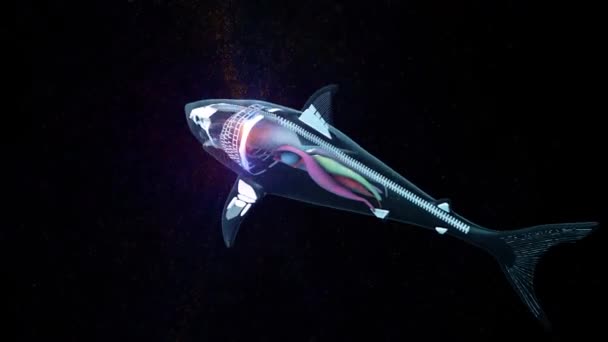 Shark Organs Anatómia Hud Hologram Vizsgálat 4k — Stock videók