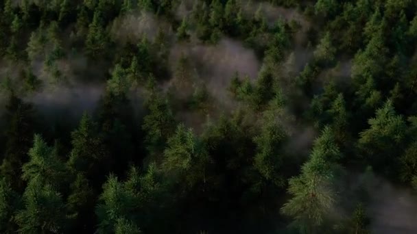 Foggy Fairy Forest Camera Flyby 4k — стокове відео