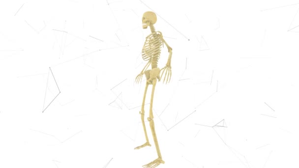 Skelettsystem för människa v2 4k — Stockvideo