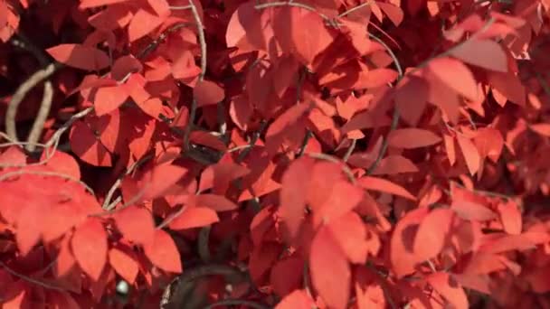 Acer Tree Leaves Close Up In Pomalý pohyb 4k — Stock video