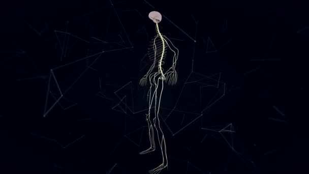 男子神经系统v1.4k — 图库视频影像