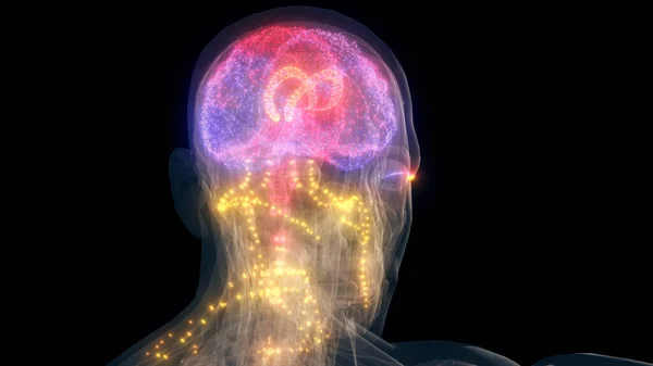 Yaratıcı Erkek Baş Anatomisi