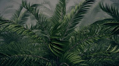 Sis Altında Tropik Palmiye Ağaçları Ormanı 'nın 3D çizimi