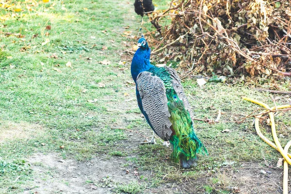 Búho Real Indio Búho Real Azul Pavo Cristatus — Foto de Stock