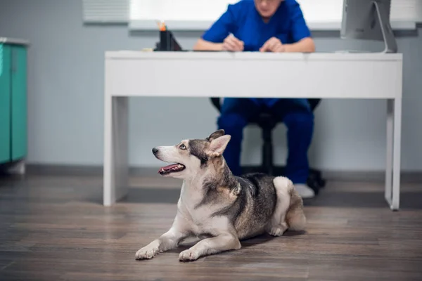 Egy aranyos husky kutya fekszik a padlón egy állatorvosi klinikán. — Stock Fotó