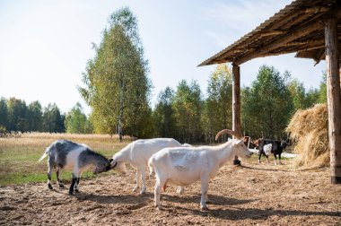 Çiftlikteki ahırın yakınında otlayan bir keçi sürüsü var.