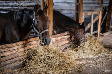 Ahşap bir ahırda öğle yemeği, ahırlarından saman yiyen iki at.