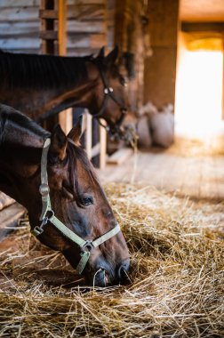 Kumral atlar ahırda dururlar ve güneşli bir sonbahar gününde saman yerler.