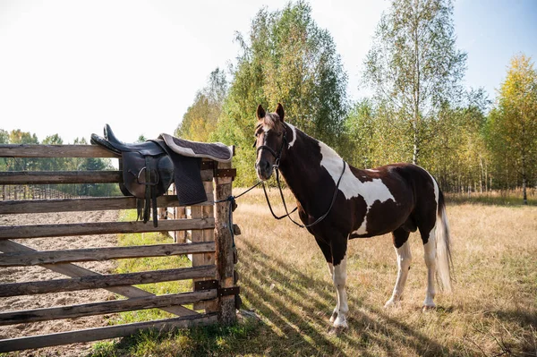 Un hermoso caballo está atado a un seto en el otoño en un rancho — Foto de Stock
