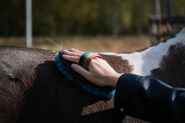 Ręka kobiety w skórzanej kurtce leży po stronie konia i posiada specjalną szczotkę do czyszczenia — Zdjęcie stockowe