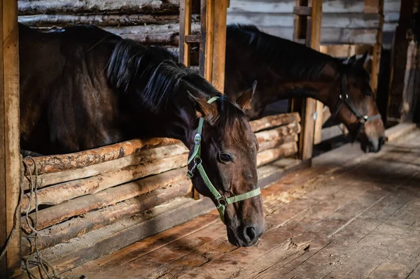 Dos hermosos caballos se preparan para un día de trabajo y doma en un establo de madera — Foto de Stock