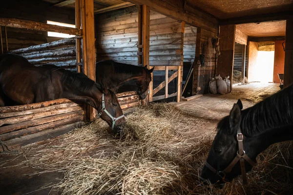 Manhã no rancho, acordar cavalos comer feno na frente de um dia difícil — Fotografia de Stock