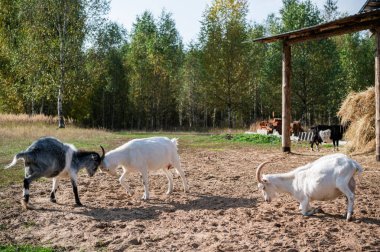 Köyün yakınındaki ahırda iki keçinin boynuzlarıyla savaş.