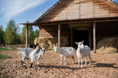 Çiftlikteki ahırın yakınında otlayan bir keçi sürüsü var.