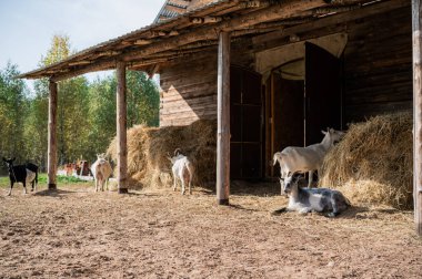 Çiftlikteki ahırın yakınında otlayan bir keçi sürüsü var.