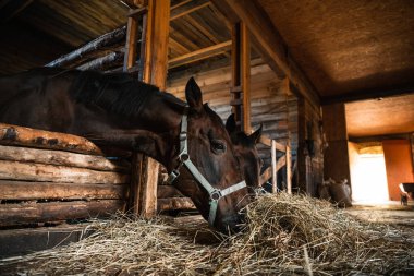 Ahırda saman yiyen iki at. Kapıdan süzülen güneş ışığı.