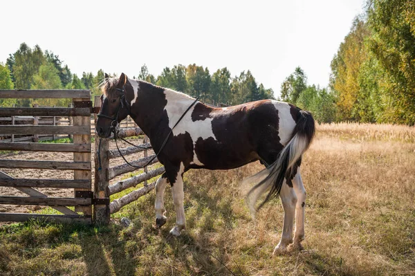 Un hermoso caballo está atado a un corral de caballos en un campo cerca de un bosque — Foto de Stock